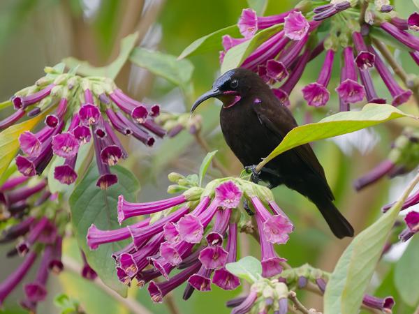<h3><a href="/trips/tanzania/biota/animalia/chordata/aves/040 passeriformes/112 nectariniidae/chalcomitra amethystina/chalcomitra amethystina-nl.html">Chalcomitra&nbsp;amethystina</a> / Amethyst&nbsp;sunbird / Amethisthoningzuiger</h3>OM-1 Mark II met OLYMPUS M.150-400mm F4.5, 1/2000 sec  bij F4.5, ISO 10000, afstand 7.08&nbsp;m